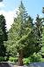 Western Red Cedar Tree Drawing