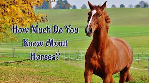 You'll have fun with this. Horses Trivia Quiz How Much Do You Know About Horses