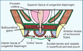 Deep fascia peyronies disease abdominal aorta study flashcards skeletal muscle reproductive system plexus products how to memorize things pouch. Jaypeedigital Ebook Reader
