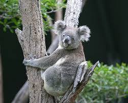 Sydney Australia Animals Featherdale Wildlife Park Wildlife Park In Sydney Parks In Sydney Wildlife Park Australia Animals