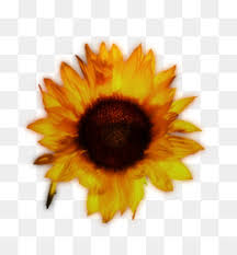 Gallery for 95 gambar foto bunga png terindah. Vektor Bunga Matahari Unduh Gratis Download Tangan Dicat Bunga Matahari Labu Daun Maple Judul Kotak Gambar Png