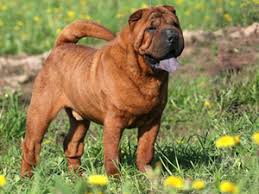 We did not find results for: Shar Pei Wikipedia