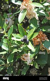 Image result for Acokanthera