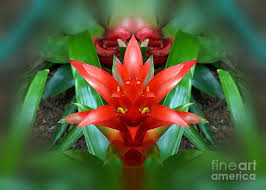 Eating a flame lily can be deadly. Very Beautiful Flower Photograph By Boris Gantselevich