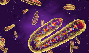 El virus de marburgo (marv) perteneciente al género marburgvirus de la familia filoviridae, al igual que el virus de ravn (ravv), del mismo género, causa una enfermedad hemorrágica severa, con elevada mortalidad, denominada fiebre hemorrágica de marburgo. Pn9e S6mg 7w8m