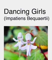 Image result for Impatiens bequaertii