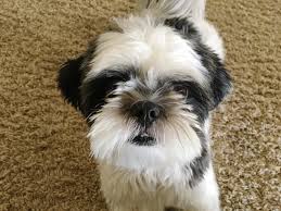 Whatever the cause, a dog experiencing stress can start having accidents. Some Potty Training Tips Help A Shihpoo Stop Having Accidents Dog Gone Problems