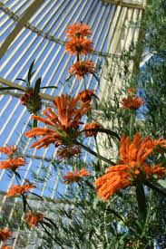 Image result for Leonotis