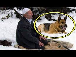 Kopegin Namaz Kilan Adama Verdigi Ibretlik Ders Videolu Ruya Tabirleri Ayi Ruya
