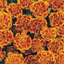 50 Bonaza Flame French Marigold Seeds Etsy In 2020 Plant Seedlings Plants Flower Seeds