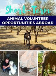 Short Term Animal Volunteer Opportunities Abroad Volunteer Travel Volunteer Opportunities Abroad Volunteer Opportunities