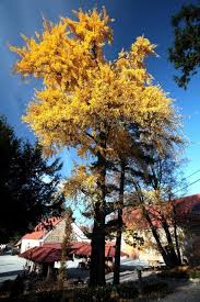 Image result for Indigofera fuscobarbata