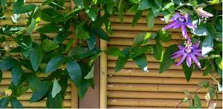 Nothing adds an elegant impact to a garden like climbing plants, which can be trained over arbors, up trellises or along fences to add height and interest to a garden space. Top 8 Evergreen Climbing Plants For Fences Pyracantha Co Uk