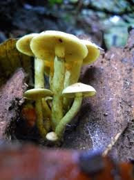 By katie garrity january 25, 2018. Oyster Mushrooms Ringtail Cats
