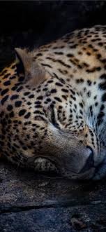 We did not find results for: Brown And Black Leopard Lying On Ground Iphone X Wallpapers Free Download