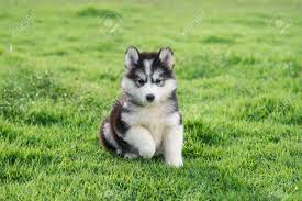 I hope you enjoy this gallery images source: Cute Siberian Husky Puppy On Grass Stock Photo Picture And Royalty Free Image Image 75785794