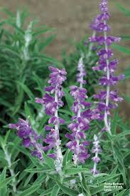 When planning the landscape, use purple foliage together with yellow or white flowers for. Terrific Tender Salvias Finegardening