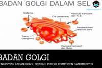 Sds page with uninduced and iptg induced e coli bl21 de3 download scientific diagram titis sania mei 12, 2021. Peran Protein Fungsional