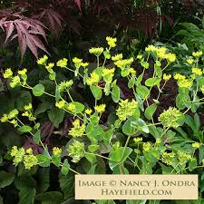 Image result for Lythrum rotundifolium