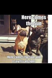 Pin By Linda Bernal On Frenchie Love Furry Friend Pets Animals