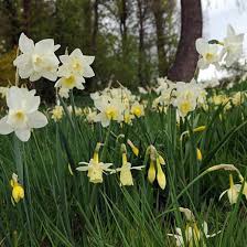 Narcissus Sailboat Daffodil Sailboat Jonquil Sailboat Jonquil Daffodils Jonquilla Daffodils Spring Bulbs Spring Daffodils Narcissus Yellow Daffodils