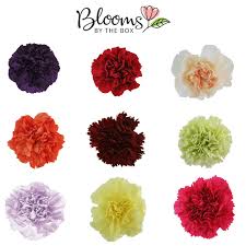 Wholesale carnation flowers for sale. 3 Reasons To Love Carnations Blooms By The Box