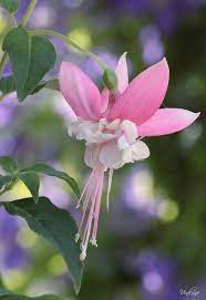 Girl S Flower By Http Colorfulrosefollowers Blogspot Com Beautiful Flowers Amazing Flowers Pretty Flowers