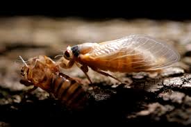 Cicadas have emerged in 2021: U S Awaits Chorus Of Huge 17 Year Cicada Hatch Reuters