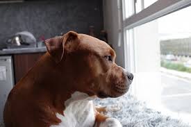 How to stop destructive chewing in dogs. How To Stop Your Dog From Chewing Their Dog Bed In The Crate