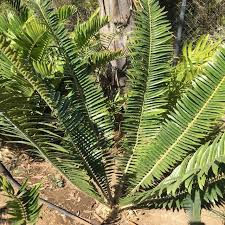 Image result for Encephalartos chimanimaniensis