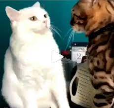 Amazing Funny Moments You Must Watch In 2020 Cats Cat Gif Funny Cats