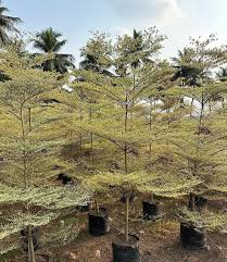 Image result for Terminalia randii