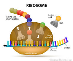 The ribosome is a complex made of protein. Ribosome Function In Cells