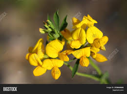 It's gorgeous when in bloom, providing vibrant red tubular flowers. Beautiful Yellow Image Photo Free Trial Bigstock