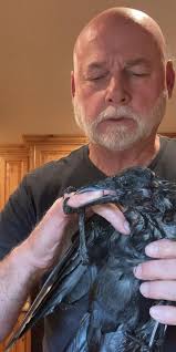 What to do about a young crow in my backyard that can't fly