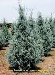 Image result for Cupressus arizonica