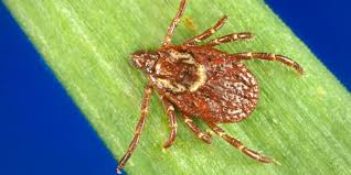 Image result for doctors who treatment rocky mountain spotted fever
