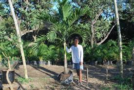 Lihat ide lainnya tentang bunga, anggrek, tanaman. Bunga De China Cainta Plant Nursery