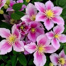 Maybe you would like to learn more about one of these? Clematis Piilu Climbing Plants Arboretum Garden Centre
