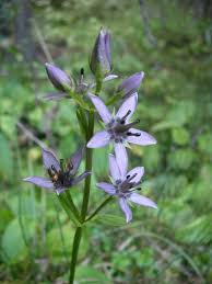 Image result for Swertia eminii