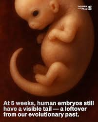 Evolution of Instincts in Cats