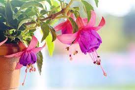 Flowers Send Such Beautiful Messages Dog Friendly Plants Fuchsia Flowers Flowers