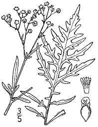 Image result for Parthenium hysterophorus