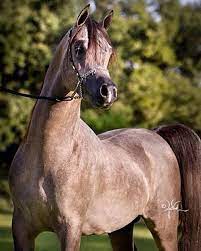 حبيب الشعب والقرييب الى قلبي الفحل الفاااخر رف جستس rough justice horses arabian horse arabians