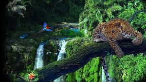 We hope you brought your bug net! Rainforest Wallpapers 37 Best Rainforest Wallpapers And Images On Wallpaperchat