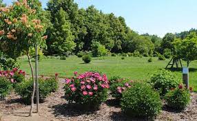 This is website contains flower bulb information for your home and garden. Bare Root Peonies Ednie Flower Bulbs Fred C Gloeckner Co Inc Etched Salmon
