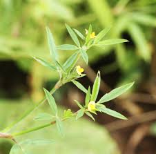 Image result for Ceropegia lugardiae