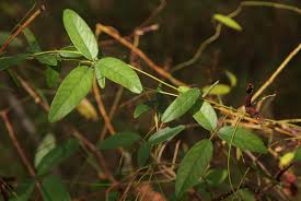 Image result for Galactia striata