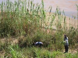 Image result for Phragmites mauritianus