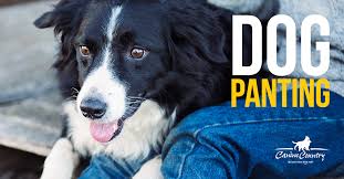 Why Is My Dog Panting Canine Country